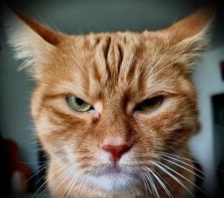 Achat local : voilà qui va encore bien agacer les acheteurs publics !