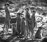 L’acheteur public, «&nbsp;parano&nbsp;» par nature ou par nécessité&nbsp;?